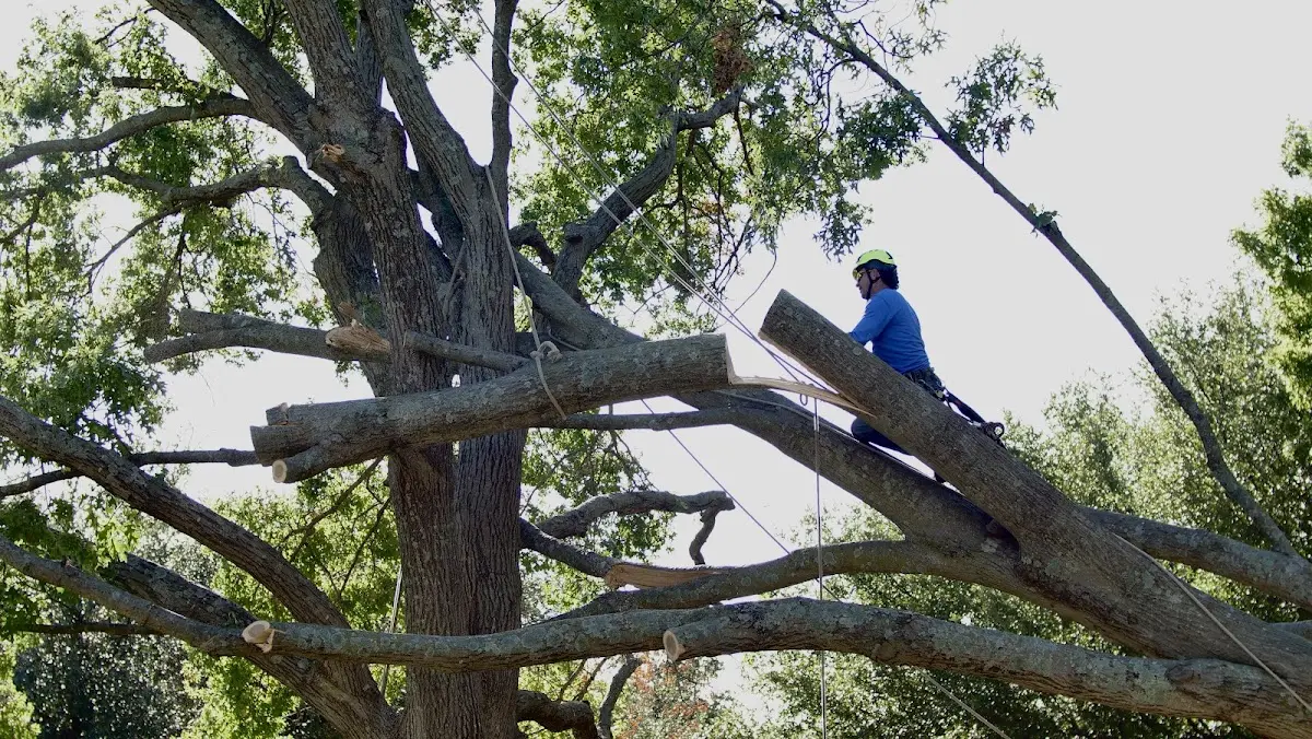 Professional Crown Thinning performed by certified arborists in Cecilia